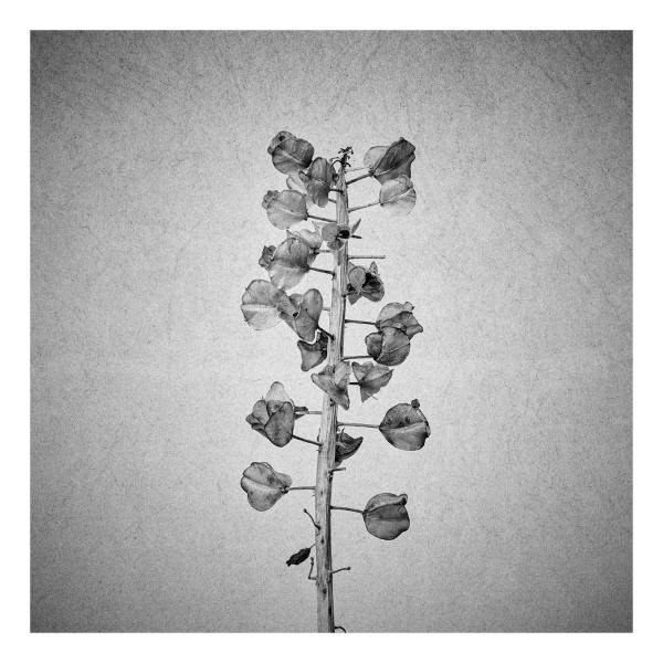 Muscari (Traubenhyazinthe)