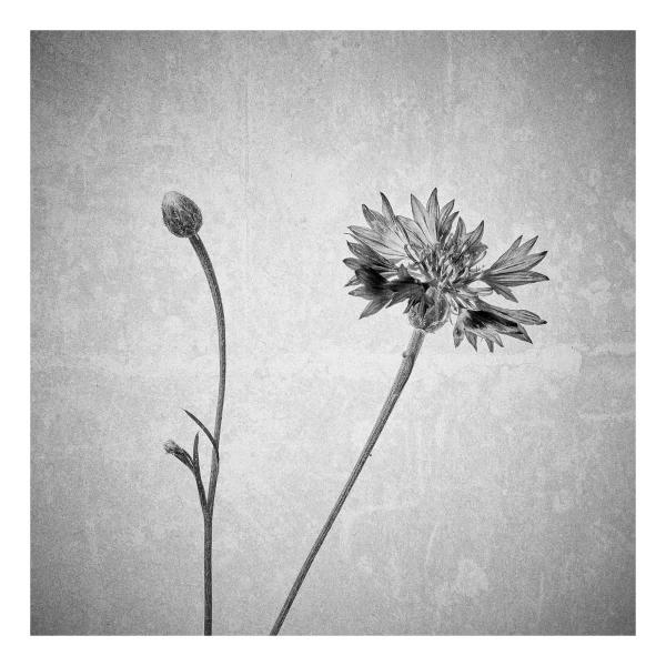 Centaurea cyanus (Kornblume)