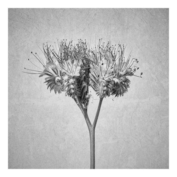 Phacelia tanacetifola (Rainfarn-Phazelie)