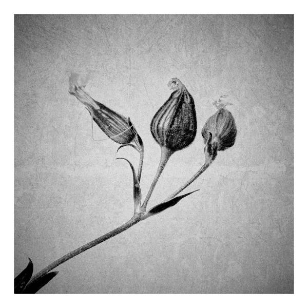 Silene latifolia (Breitblättrige Lichtnelke)