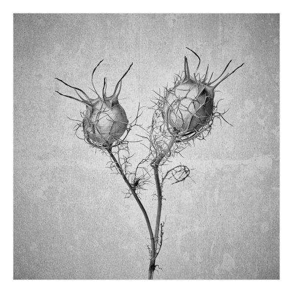 Nigella damascena (Damaszener Schwarzkümmel)