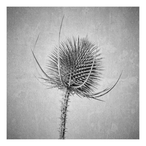 Dipsacus sativus (Weber-Karde)