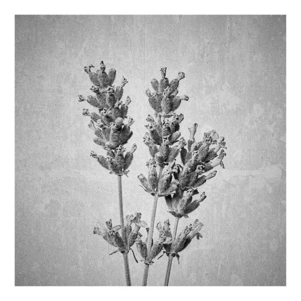 Lavandula augustifolia (Echter Lavendel)