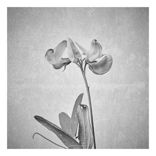 Lathyrus latifolius (Breitblättrige Platterbse)