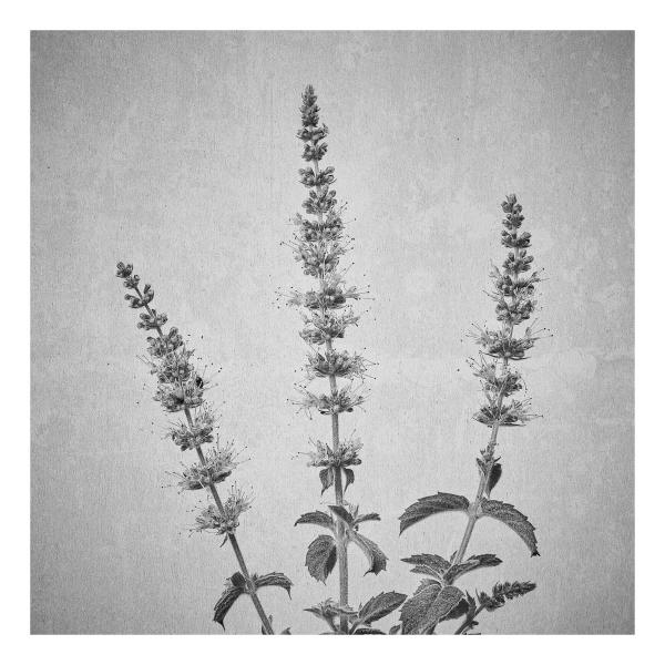 Mentha spicata (Grüne Minze)