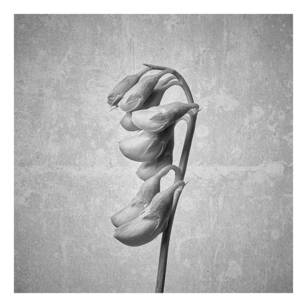 Lathyrus latifolius (Breitblättrige Platterbse)