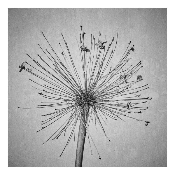 Allium 'Purple Rain' (Purpur-Kugellauch)