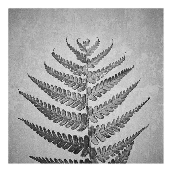 Dryopteris cristata (Kamm-Wurmfarn)