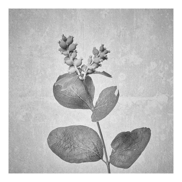 Symphoricarpos Albus (Gewöhnliche Schneebeere)