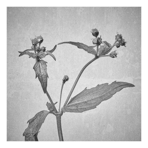 Galinsoga quadriradiata (Behaartes Knopfkraut)