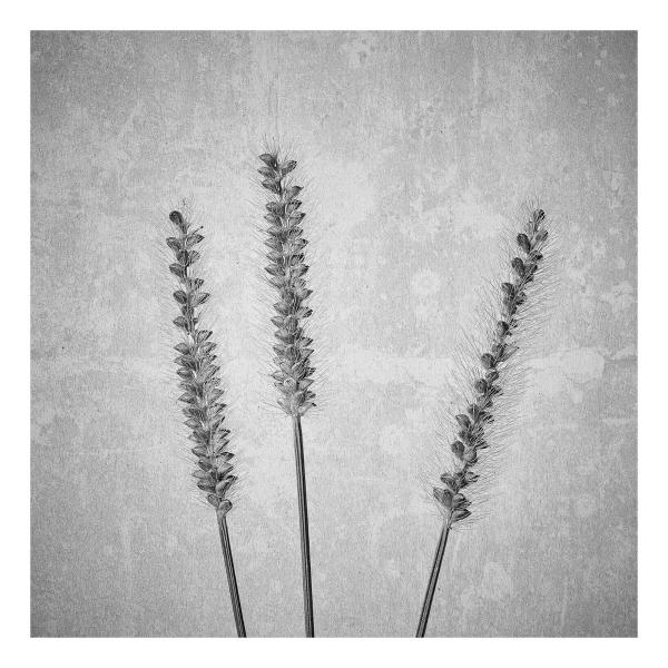 Setaria pumila (Fuchsrote Borstenhirse)