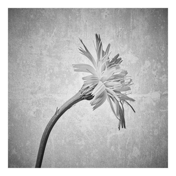 Hypochaeris radicata (Gewöhnliches Ferkelkraut)