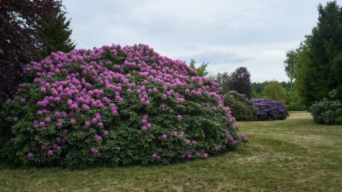 Rhododendron im Schlosspark Heltorf (2020, Minolta MD W.Rokkor 35mm 1:2.8)