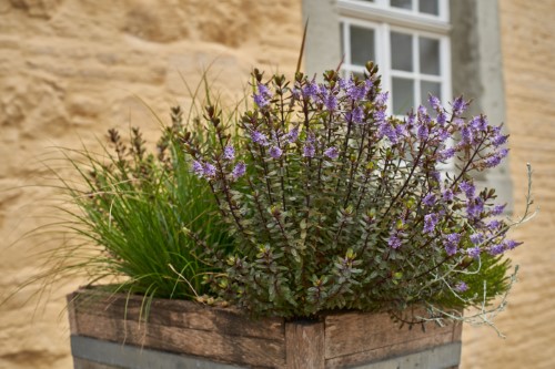 Pflanzen im Kübel (2020, Schloss Dyck, Zeiss Planar 1,4/50 T*)