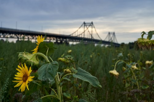 Sonnenblumen an der Rheinbrücke Krefeld-Uerdingen (2020, Zeiss Planar 1,4/50 T*)