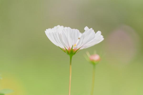 Flower Dreams (2022)