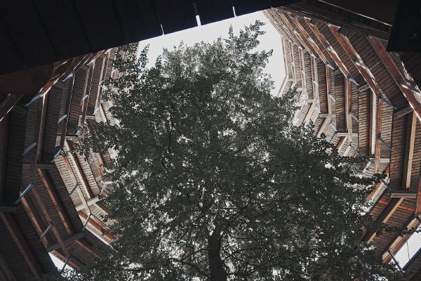 Enclosed tree, Rügen (2024)