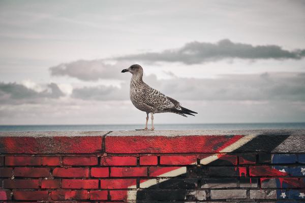 The seagull, Rügen (2024)