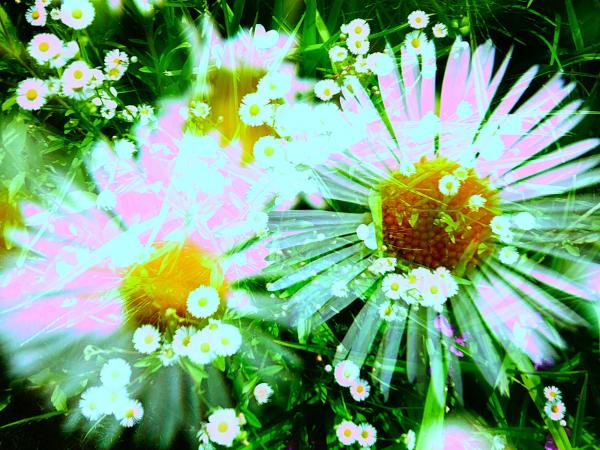 discover more images ...