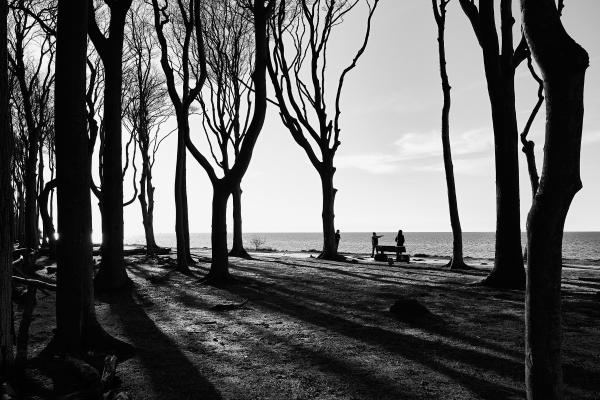 The so-called "ghost forest" on the Baltic coast near Rostock. The unusual and sometimes bizarre shapes of the trees create a mystical atmosphere, especially at dusk, and fog, and inevitably stimulate the imagination of visitors.